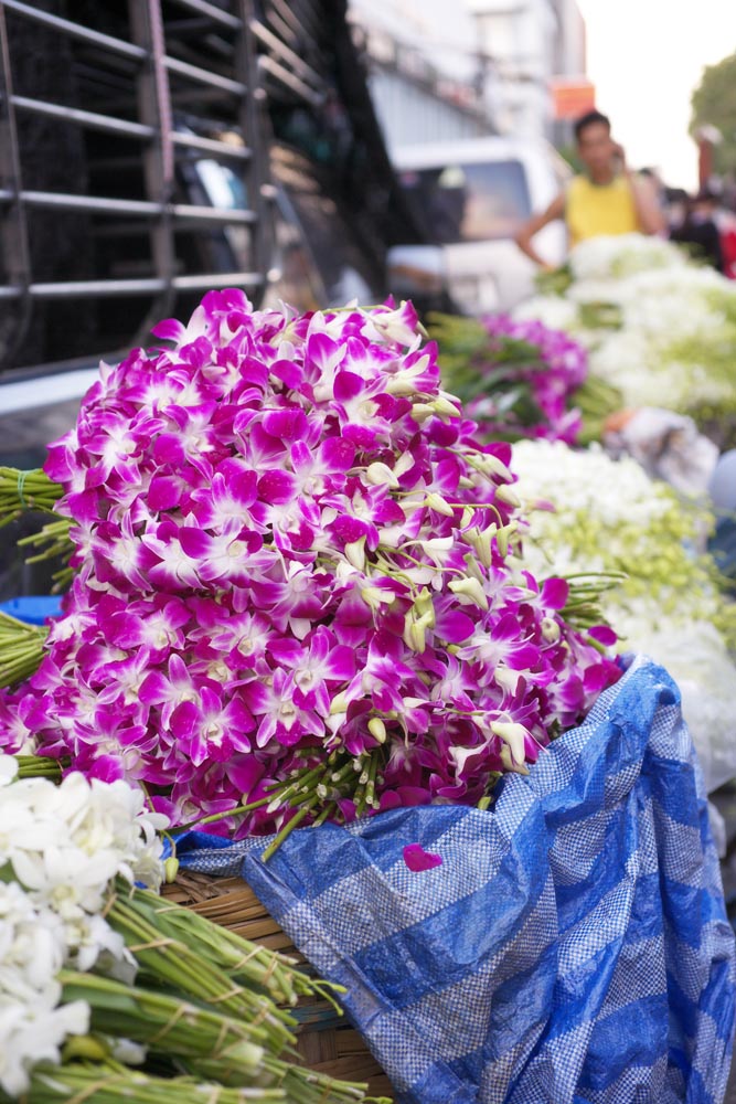Foto, materieel, vrij, landschap, schilderstuk, bevoorraden foto,Een orchidee, , Een orchidee, , Markt