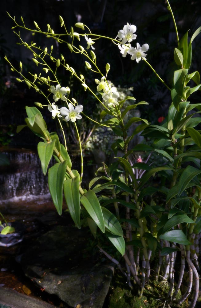 photo,material,free,landscape,picture,stock photo,Creative Commons,An orchid of a waterside, , An orchid, , waterfall