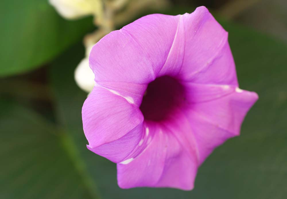 Foto, materiell, befreit, Landschaft, Bild, hat Foto auf Lager,Eine purpurrote Blume, Purpurhnlich rot, Blume, Die tropische Zone, Bangkok