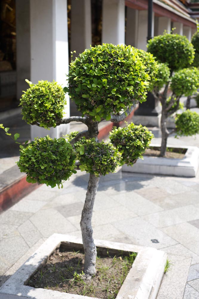 Foto, materiell, befreit, Landschaft, Bild, hat Foto auf Lager,Eine Gartenpflanze von Wat Suthat, Tempel, Bonsai, Gartenpflanze, Bangkok