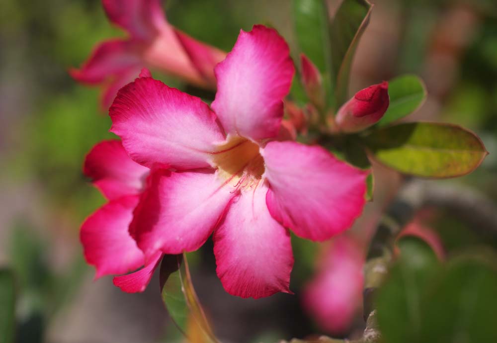 photo, la matire, libre, amnage, dcrivez, photo de la rserve,Une fleur rouge, Rouge, La zone tropique, pays du sud, ptale