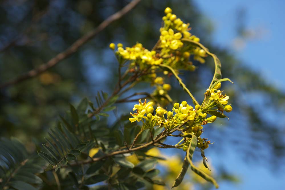 photo,material,free,landscape,picture,stock photo,Creative Commons,A yellow flower of Ayutthaya, yellow flower, bean, sheath, 