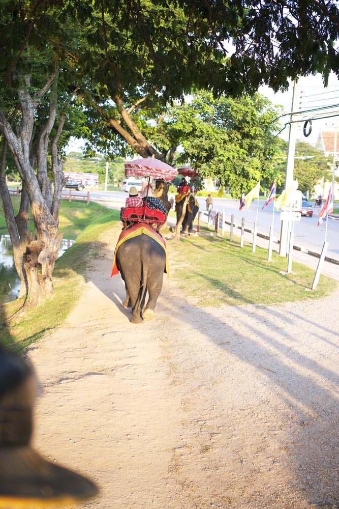 foto,tela,gratis,paisaje,fotografa,idea,Pasajero de - de elefante de un bream de mar, Un elefante, , , Sombrilla