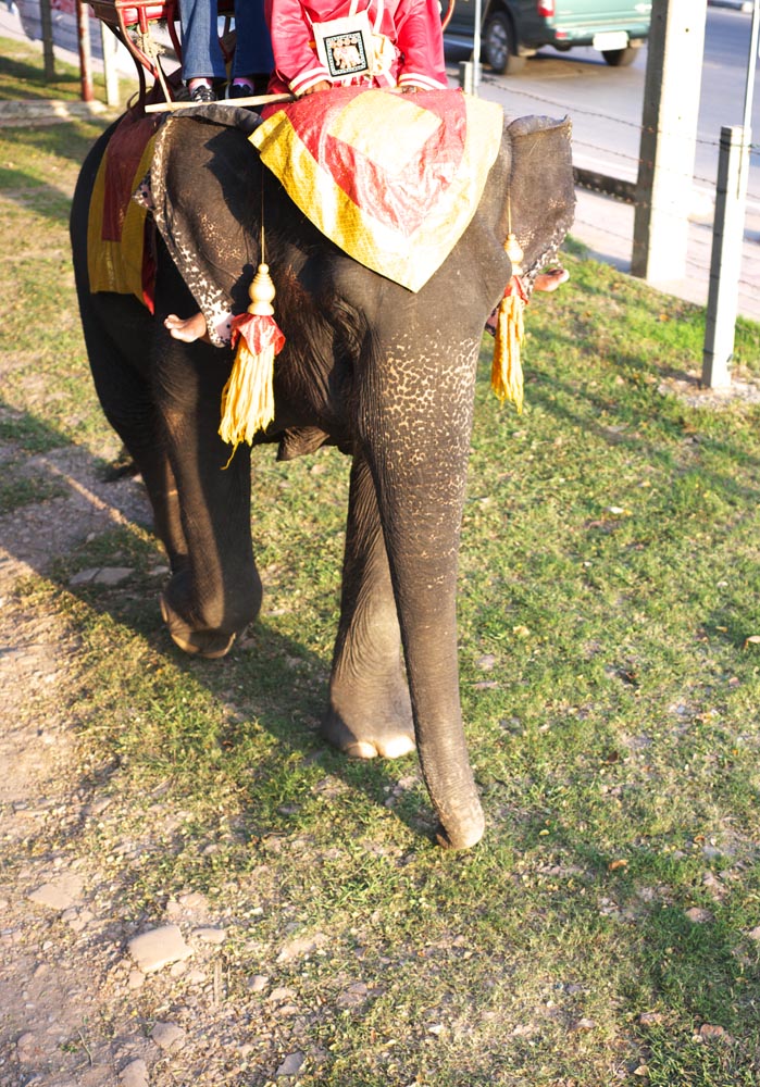 fotografia, material, livra, ajardine, imagine, proveja fotografia,O elefante que trabalha, Um elefante, , , guarda-sol