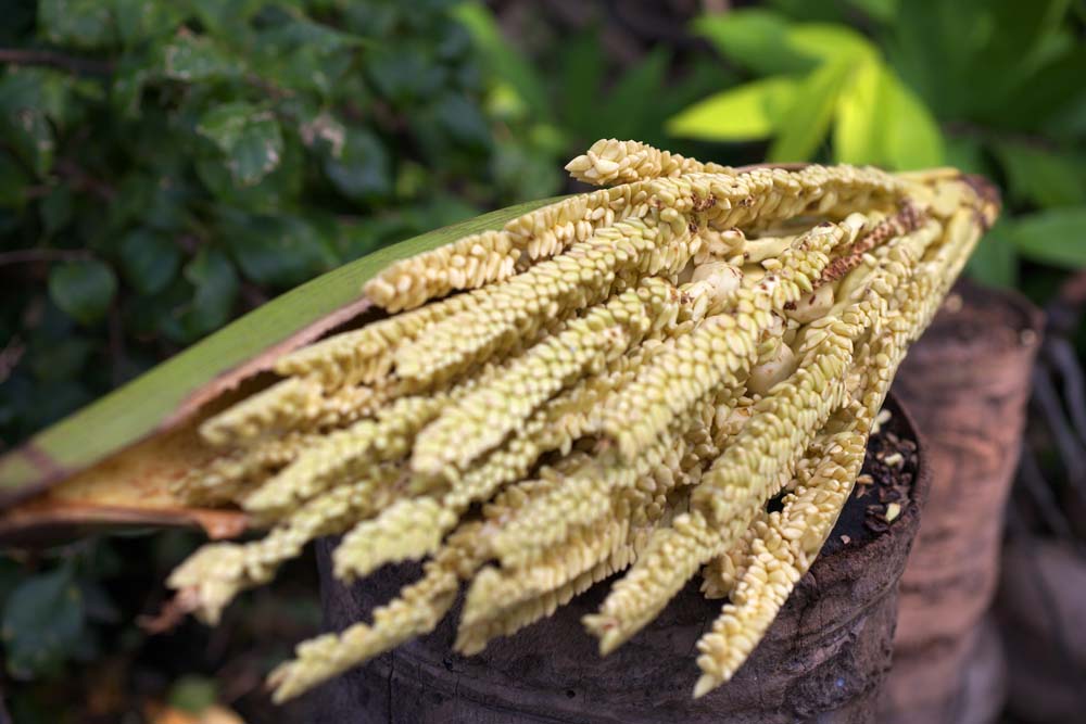 photo,material,free,landscape,picture,stock photo,Creative Commons,A flower of a coconut, Food, palm, Lasi, coconut