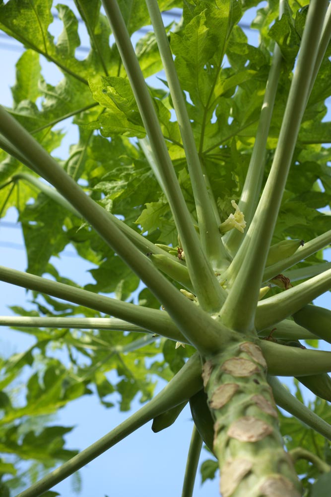 Foto, materiell, befreit, Landschaft, Bild, hat Foto auf Lager,Eine Blume einer Papaya, Blume, Papaya, Tropisch, tropische Pflanze