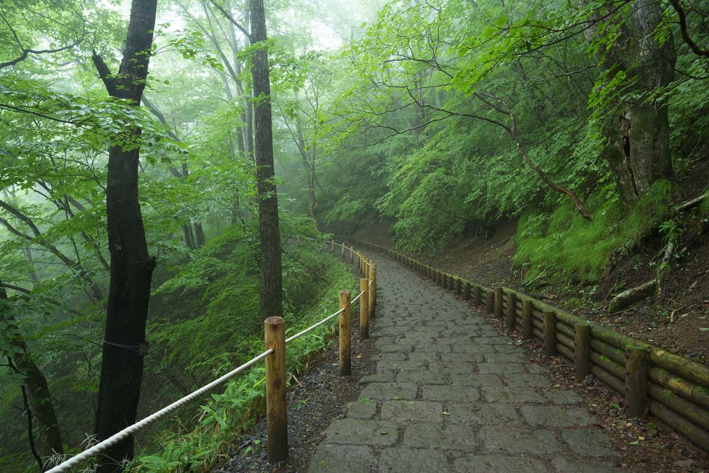 foto,tela,gratis,paisaje,fotografa,idea,Fallezco en una niebla cayendo bosque, rbol, Brumoso, Niebla, Pavimento de piedra