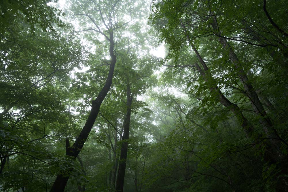 photo,material,free,landscape,picture,stock photo,Creative Commons,Quietness of the forest where fog falls, tree, foggy, Fog, gimlet