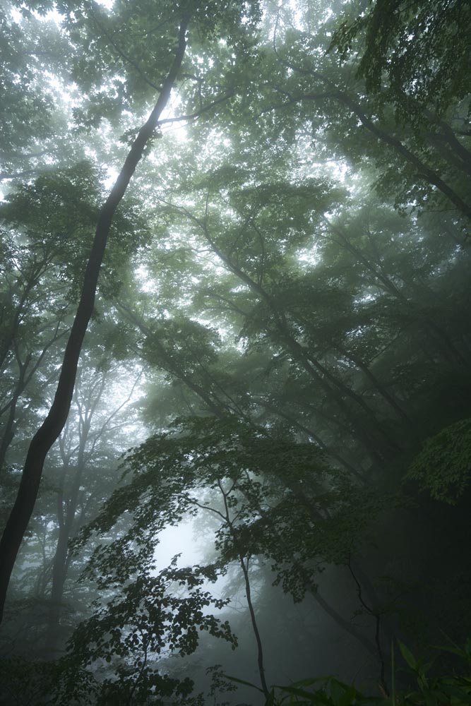 Foto, materieel, vrij, landschap, schilderstuk, bevoorraden foto,Bedaardheid van het woud waar mist valt, Boom, Nevelig, Mist, Fret