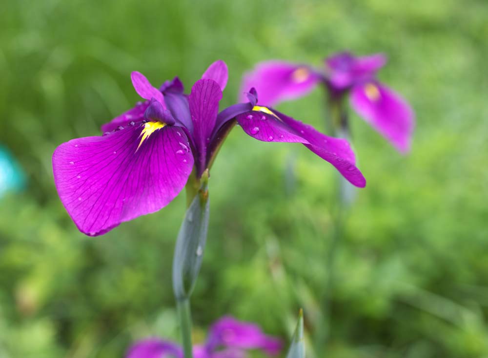 photo, la matire, libre, amnage, dcrivez, photo de la rserve,Un iris, Un iris, Je vous assassine, , Rouge violac