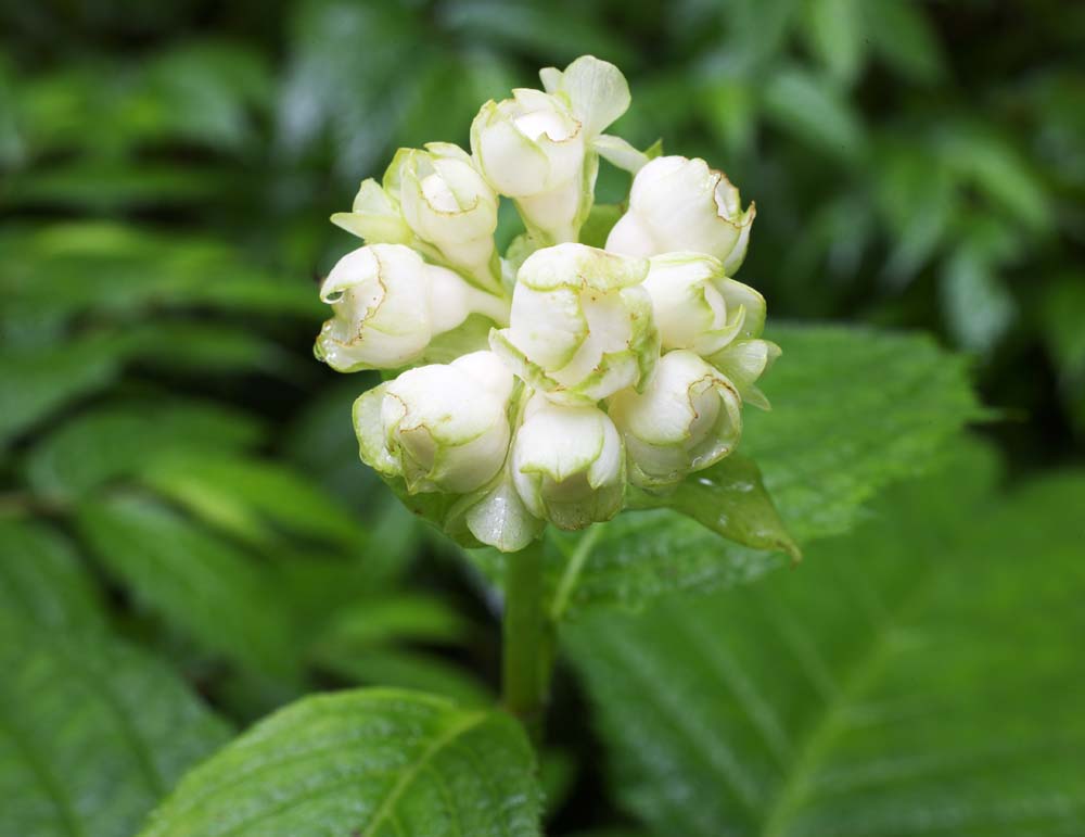 photo,material,free,landscape,picture,stock photo,Creative Commons,A white flower, White, petal, Green, leaf