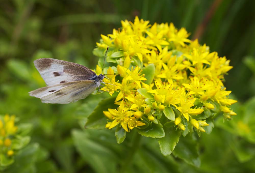 photo,material,free,landscape,picture,stock photo,Creative Commons,It is a yellow flower to a cabbage butterfly, White, cabbage butterfly, butterfly, Pieris rapae