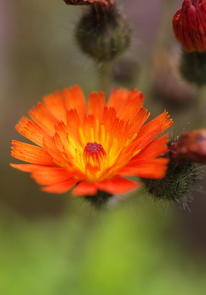 ゆんフリー写真素材集 No 3793 オレンジ色の花 日本 栃木