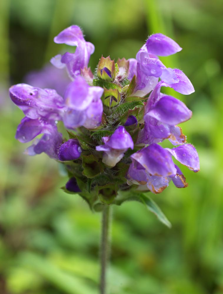 Foto, materiell, befreit, Landschaft, Bild, hat Foto auf Lager,Eine purpurrote Blume, purpurrote Blume, Bltenblatt, Purpurrot, 