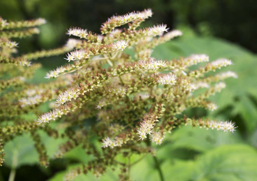 Foto, materiell, befreit, Landschaft, Bild, hat Foto auf Lager,Eine weie Blume, Wei, Bltenblatt, Grn, 