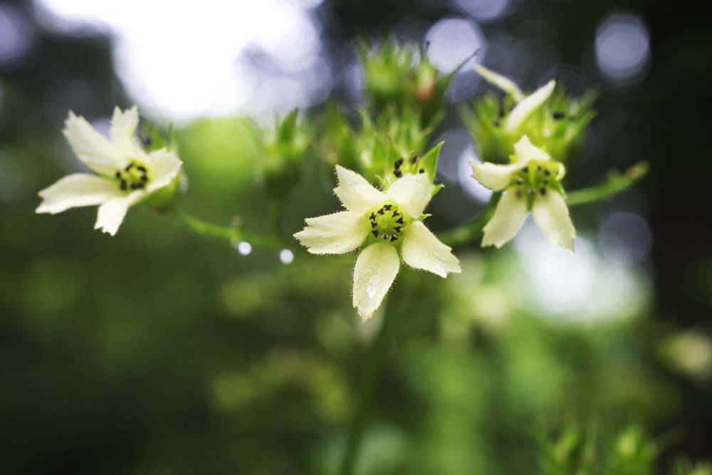 photo,material,free,landscape,picture,stock photo,Creative Commons,A white flower, White, petal, Green, 