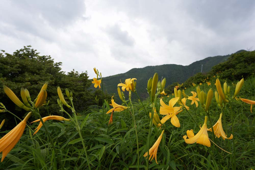 fotografia, material, livra, ajardine, imagine, proveja fotografia,O lrio de dia que floresce em profuso, Amarelo, Eu sou semelhante e uma criana est isolada e fixa isto, lrio de dia, Nikko