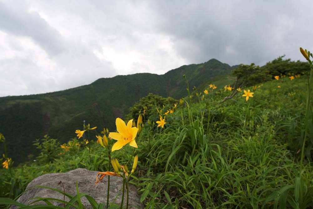 Foto, materieel, vrij, landschap, schilderstuk, bevoorraden foto,Mt.Akanagi en per dag lelie, Geel, Ik ben lijkend op, en een kind wordt geisoleerd en adapteert het, Etmaal lelie, Nikko