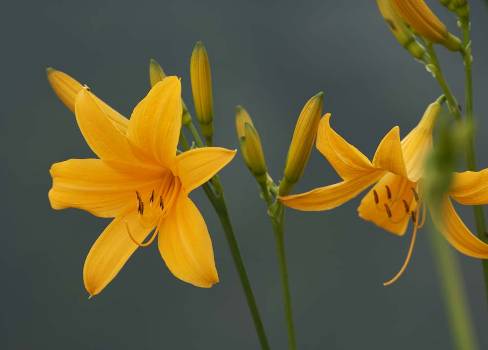 fotografia, material, livra, ajardine, imagine, proveja fotografia,Um lrio de dia, Amarelo, Eu sou semelhante e uma criana est isolada e fixa isto, lrio de dia, Nikko