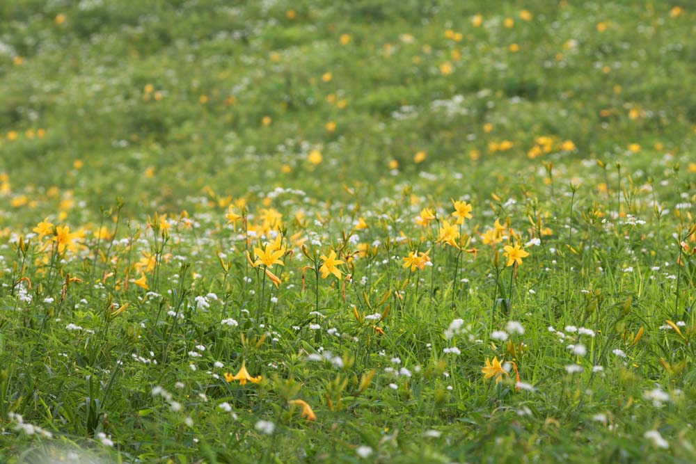 Foto, materiell, befreit, Landschaft, Bild, hat Foto auf Lager,Die Tageslilie, die in Flle blht, Gelb, Ich bin hnlich, und ein Kind wird und Lsungen ihm isoliert, Tageslilie, Nikko