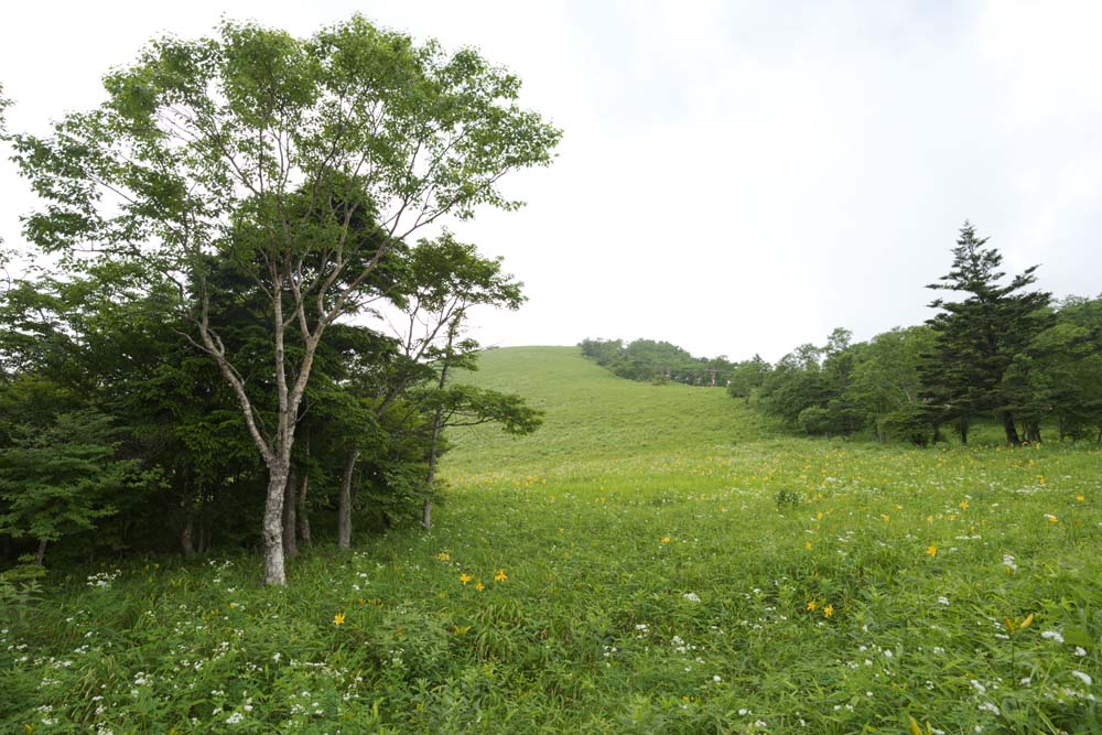 Foto, materiell, befreit, Landschaft, Bild, hat Foto auf Lager,Die Tageslilie, die in Flle blht, Gelb, Ich bin hnlich, und ein Kind wird und Lsungen ihm isoliert, Tageslilie, Nikko