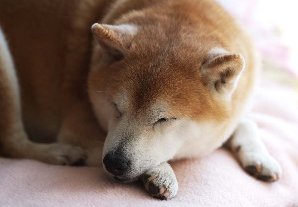 Foto, materieel, vrij, landschap, schilderstuk, bevoorraden foto,Een namiddag dutje van een oud hond, Jap midget Shiba, Hond, Er is van niet het, Huisdier