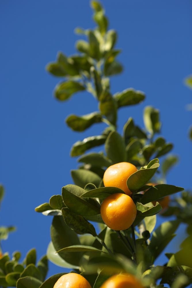 Foto, materieel, vrij, landschap, schilderstuk, bevoorraden foto,Een kumquat, Kumquat, , Citrus vrucht, Oranje