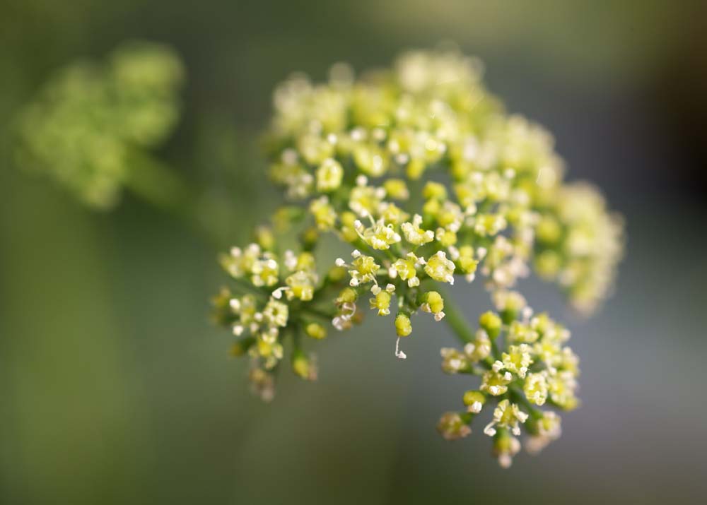 fotografia, materiale, libero il panorama, dipinga, fotografia di scorta,Un fiore di un prezzemolo, prezzemolo, , Herb, Cucinando