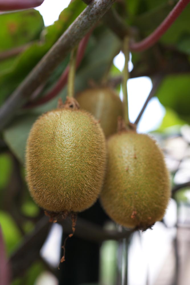 Foto, materiell, befreit, Landschaft, Bild, hat Foto auf Lager,Eine Ernte eines apteryx, Kiwi, Ein apteryx, KIWI, Frucht