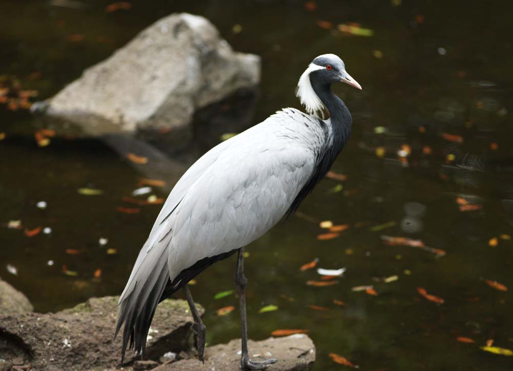 foto,tela,gratis,paisaje,fotografa,idea,Un amigo de una gra, Cordel, Gra, , 