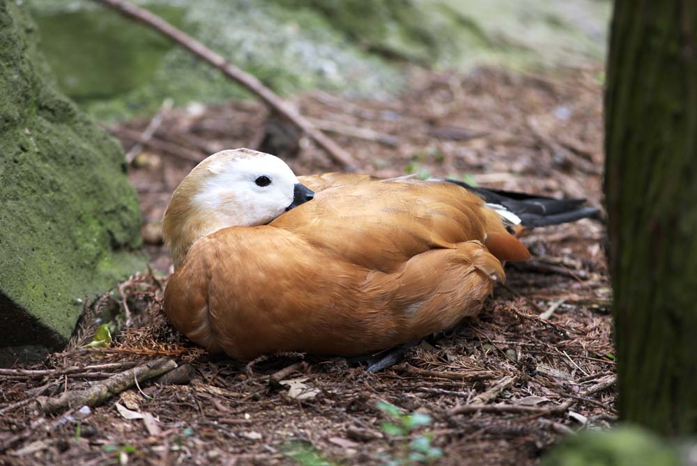 Foto, materiell, befreit, Landschaft, Bild, hat Foto auf Lager,Ein Schlfchen einer Ente, , Ente, , 