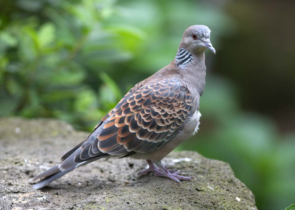 Foto, materieel, vrij, landschap, schilderstuk, bevoorraden foto,Een rufous turtledove, Dove, , , 