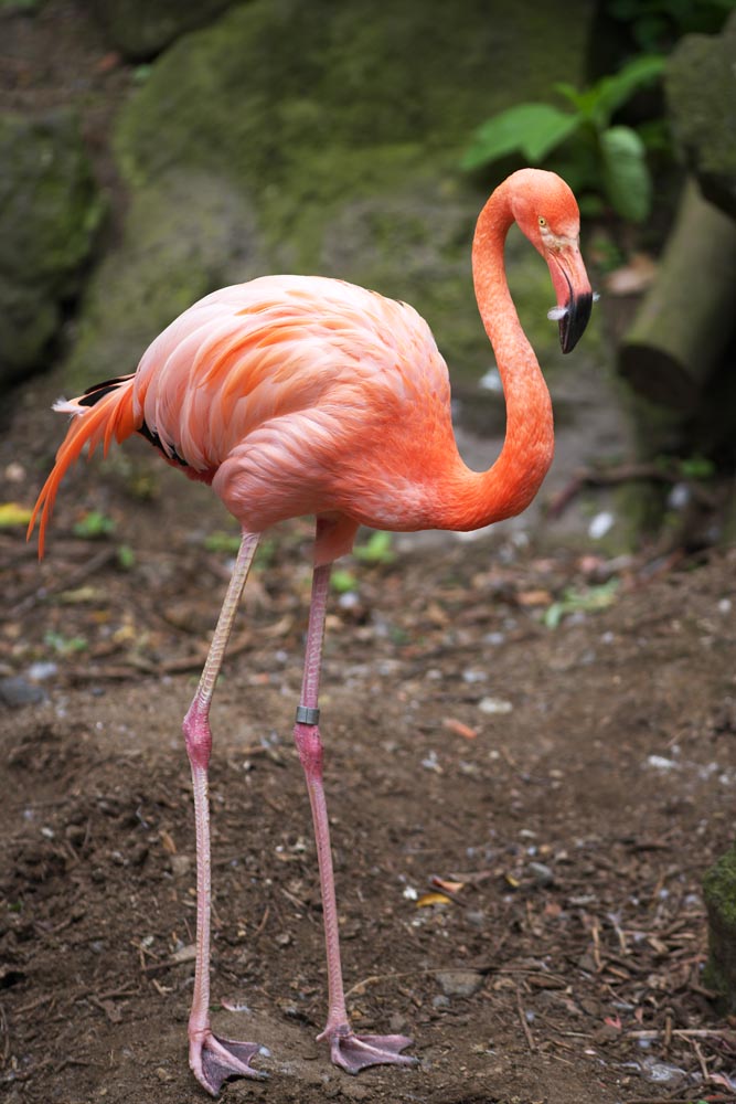 Foto, materiell, befreit, Landschaft, Bild, hat Foto auf Lager,Ein Flamingo, , Flamingo, Rosa, 