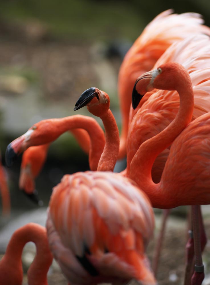 ,,, ,,,  flamingos .  , , .,   .  , 