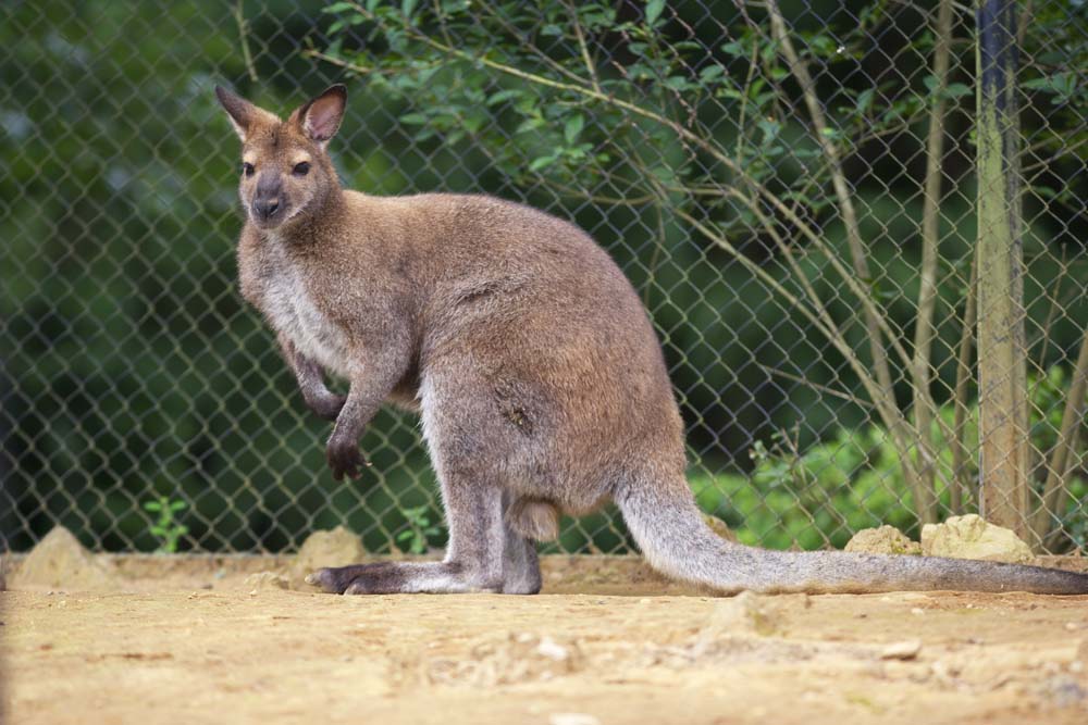 photo,material,free,landscape,picture,stock photo,Creative Commons,A black kangaroo, , kangaroo, Australia, 