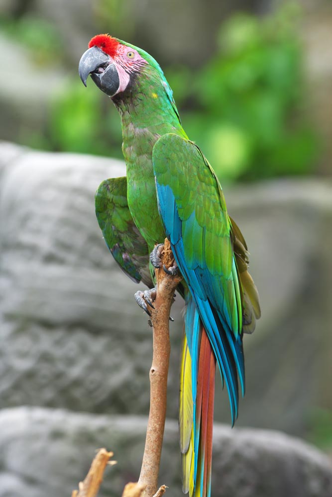 , , , , ,  ., parakeet, parakeet, , ,   