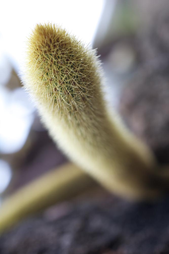 photo,material,free,landscape,picture,stock photo,Creative Commons,A cactus, , cactus, , 