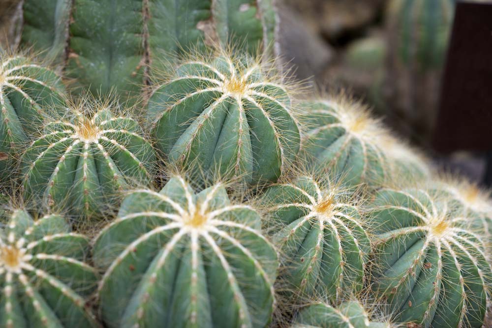 fotografia, materiale, libero il panorama, dipinga, fotografia di scorta,Un cactus, , cactus, , 