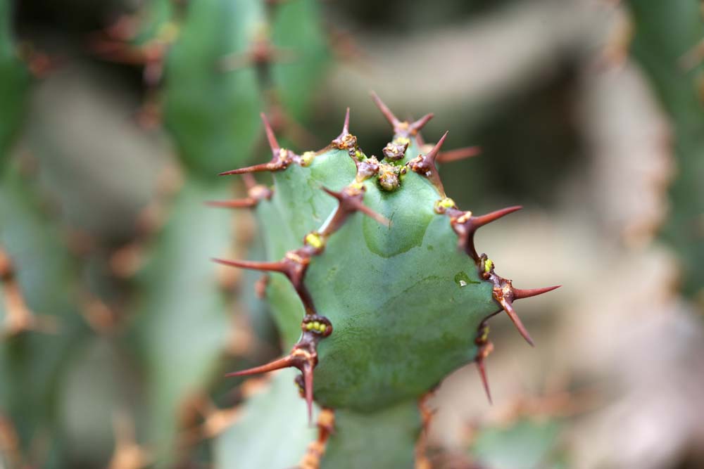 photo,material,free,landscape,picture,stock photo,Creative Commons,A cactus, , cactus, , 