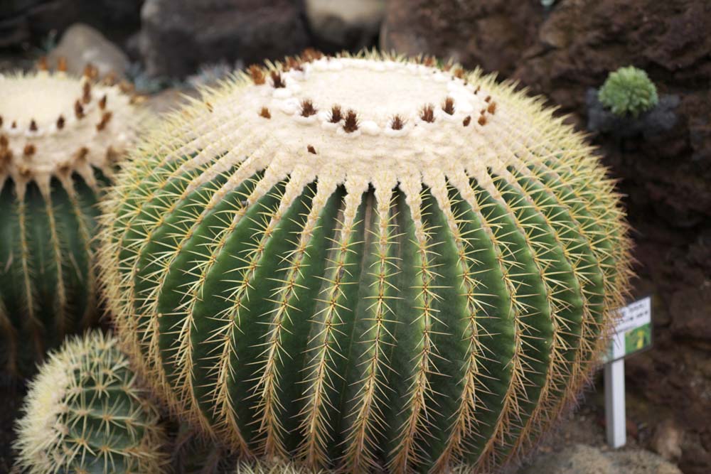 Foto, materieel, vrij, landschap, schilderstuk, bevoorraden foto,Een cactus, , Cactus, , 