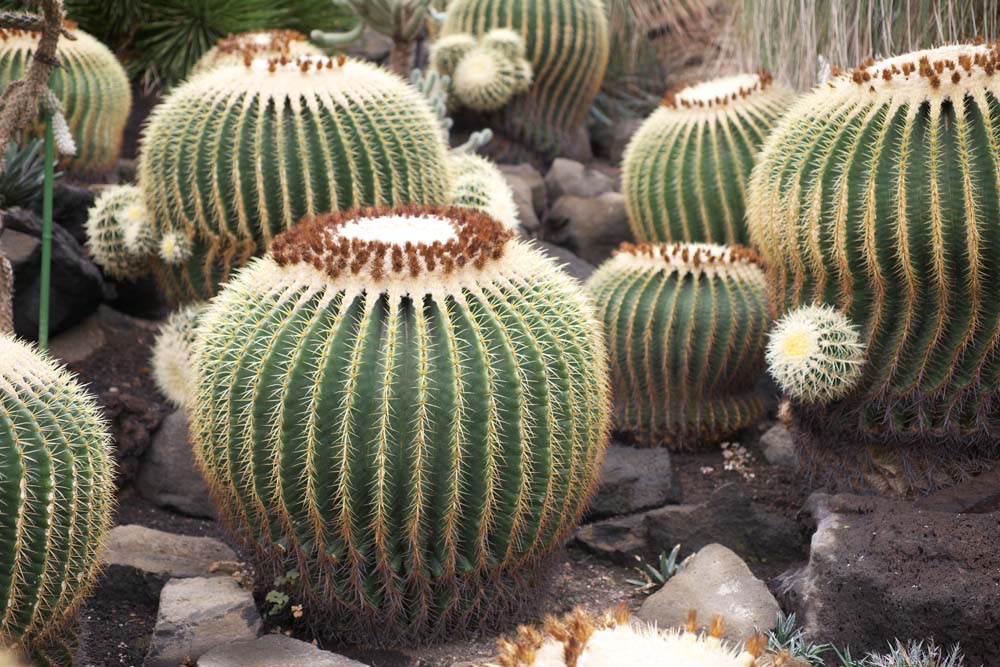 fotografia, materiale, libero il panorama, dipinga, fotografia di scorta,Un cactus, , cactus, , 