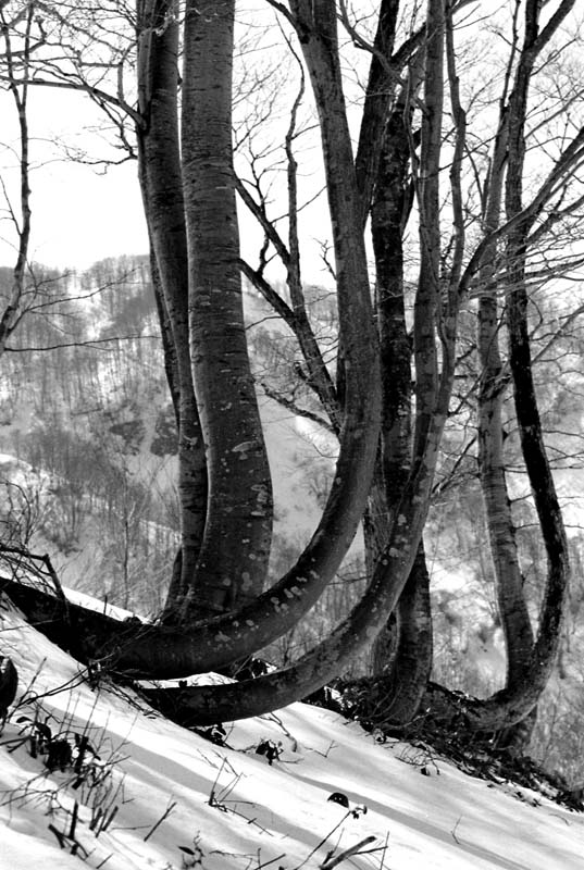 fotografia, materiale, libero il panorama, dipinga, fotografia di scorta,Tronchi storti, neve, montagna, pendio, 