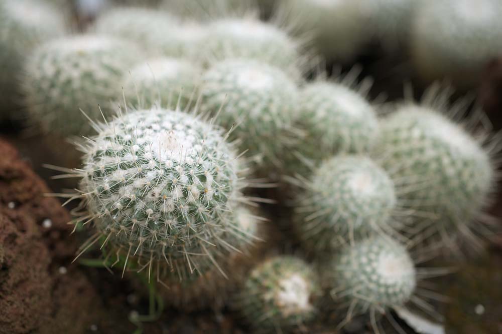 Foto, materieel, vrij, landschap, schilderstuk, bevoorraden foto,Een cactus, , Cactus, , 