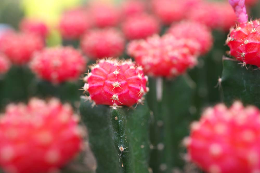 photo,material,free,landscape,picture,stock photo,Creative Commons,A cactus, , cactus, , 