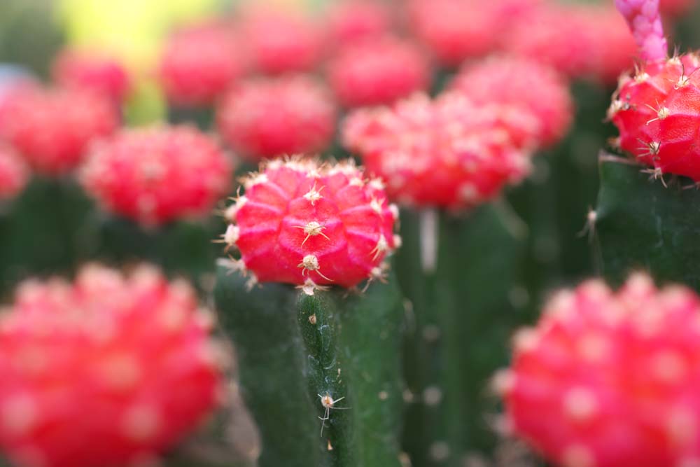 foto,tela,gratis,paisaje,fotografa,idea,Un cactus, , Cactus, , 