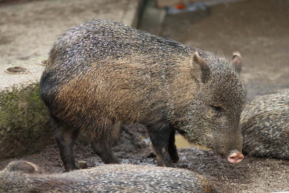 Foto, materieel, vrij, landschap, schilderstuk, bevoorraden foto,Collared peccary, Wild mannetjesvarken, , , Peccary