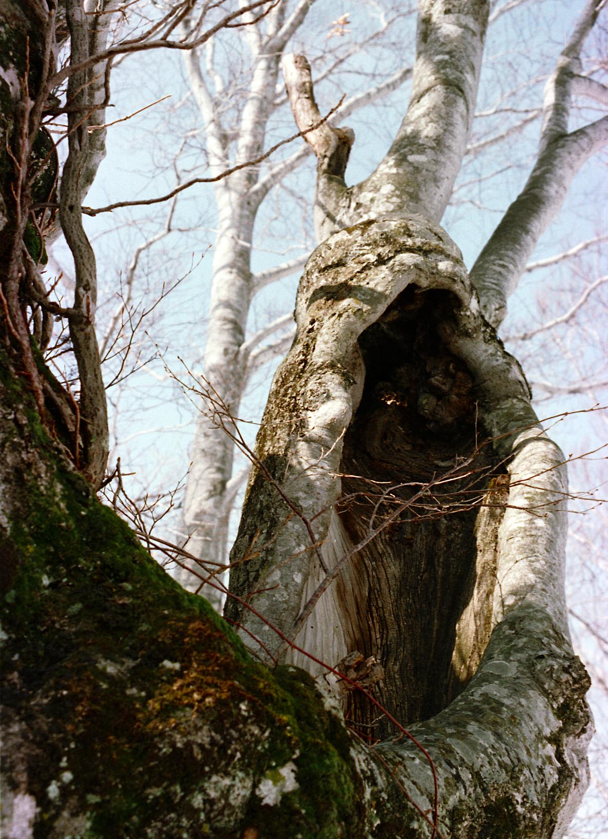 Foto, materiell, befreit, Landschaft, Bild, hat Foto auf Lager,Alter Baum, Hohlraum, Zweig, Baum, 