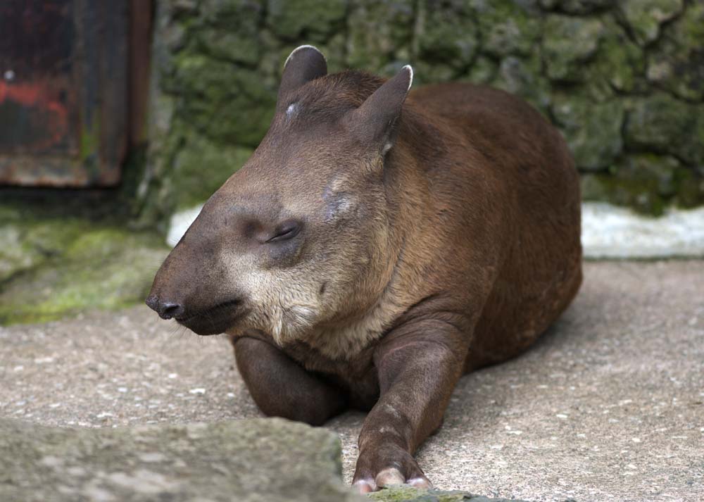 Foto, materieel, vrij, landschap, schilderstuk, bevoorraden foto,Een namiddag dutje van een tapir, Ik het weerleg, Tapir, , 