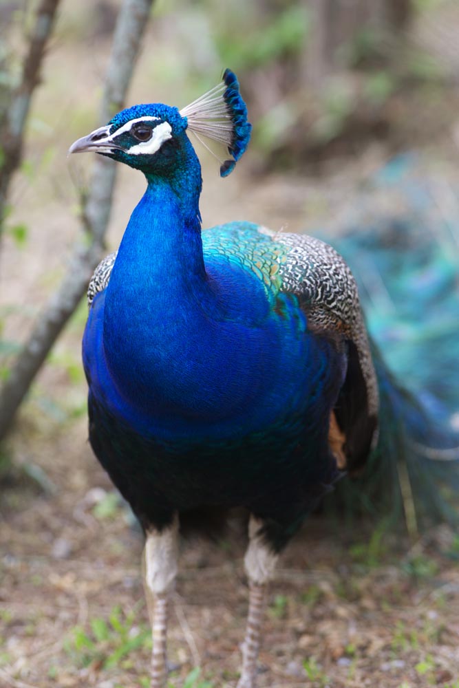 foto,tela,gratis,paisaje,fotografa,idea,Un pavo real, , Pavo real, , Azul