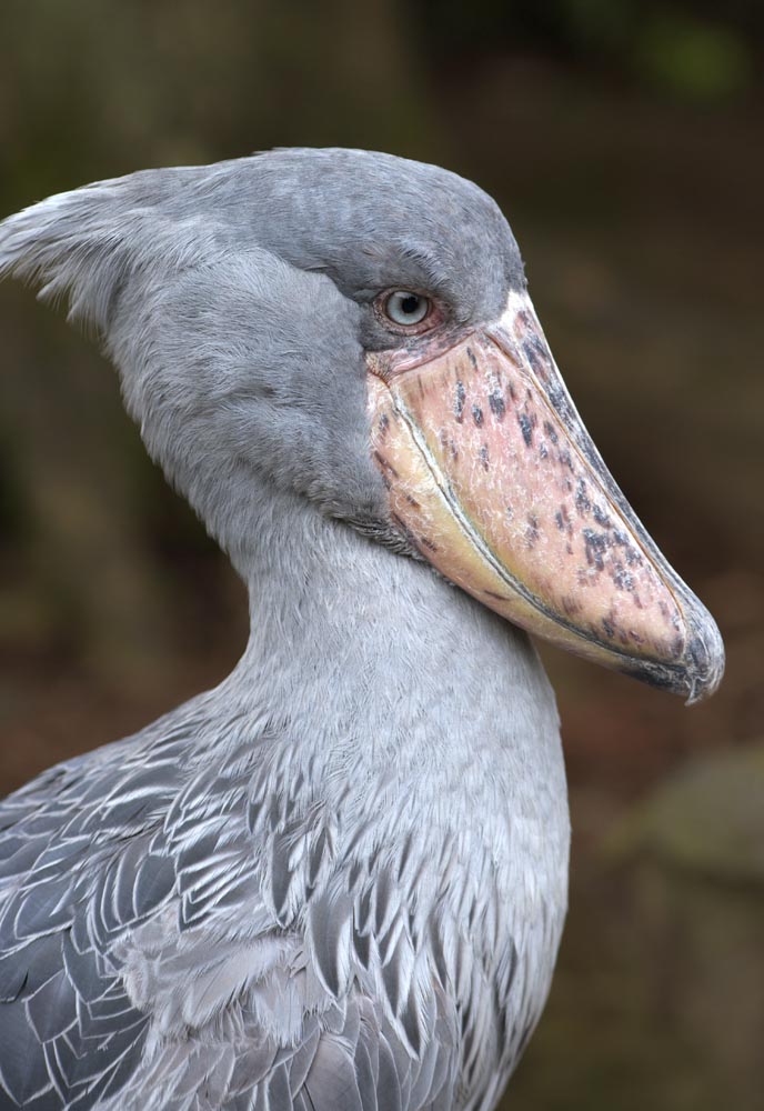 Foto, materieel, vrij, landschap, schilderstuk, bevoorraden foto,Walvis-gekoppene ooievaar, Walvis-gekopte ooievaar, Vogel, , Ooievaar